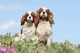 CAVALIER KING CHARLES 253
